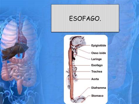 esofago in inglese|ESOFAGO .